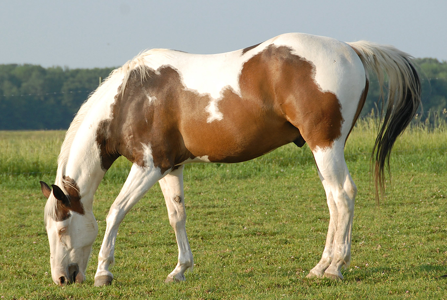American Quarter Horse  Horse Info