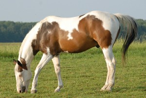 2 Paint bigstock Paint Horse 1687143