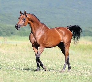 4 Arabian bigstock Beautiful Brown Arabian Horse 8817619