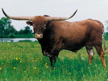 Beef Longhorn JRSeman L Cattle Company