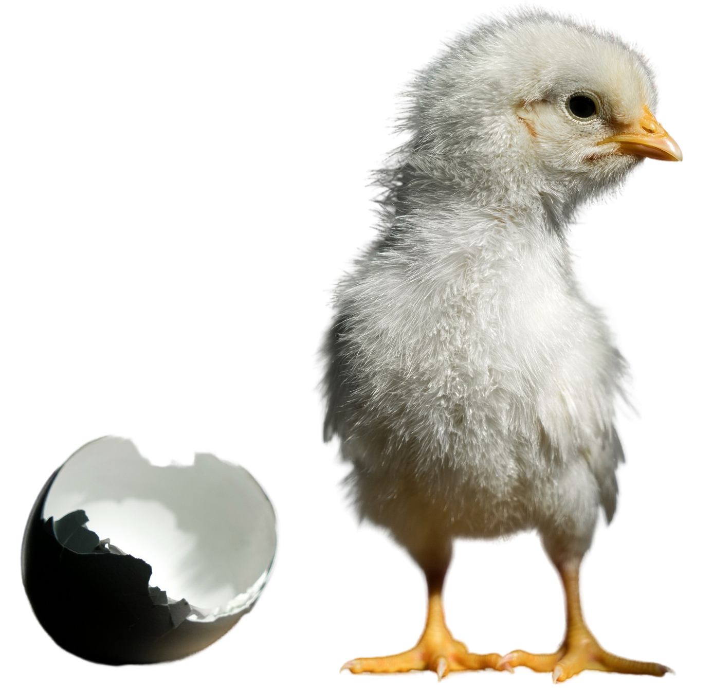 baby chick with egg