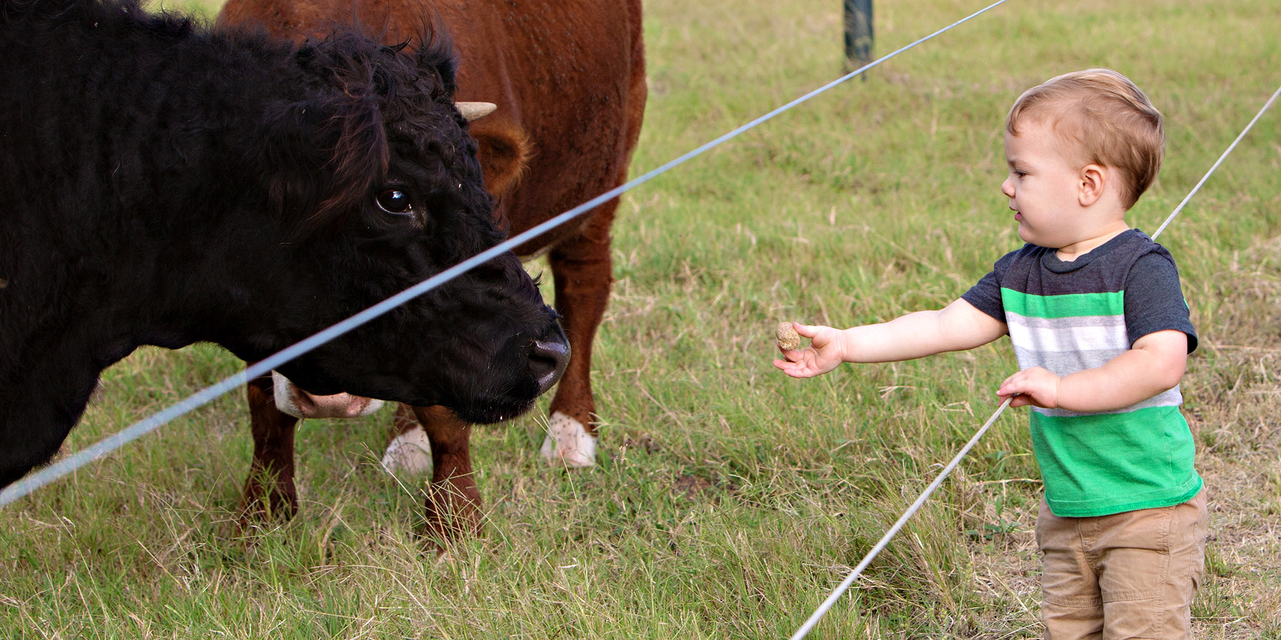 Cow Treats