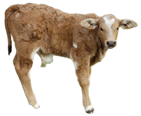 calf removebg preview