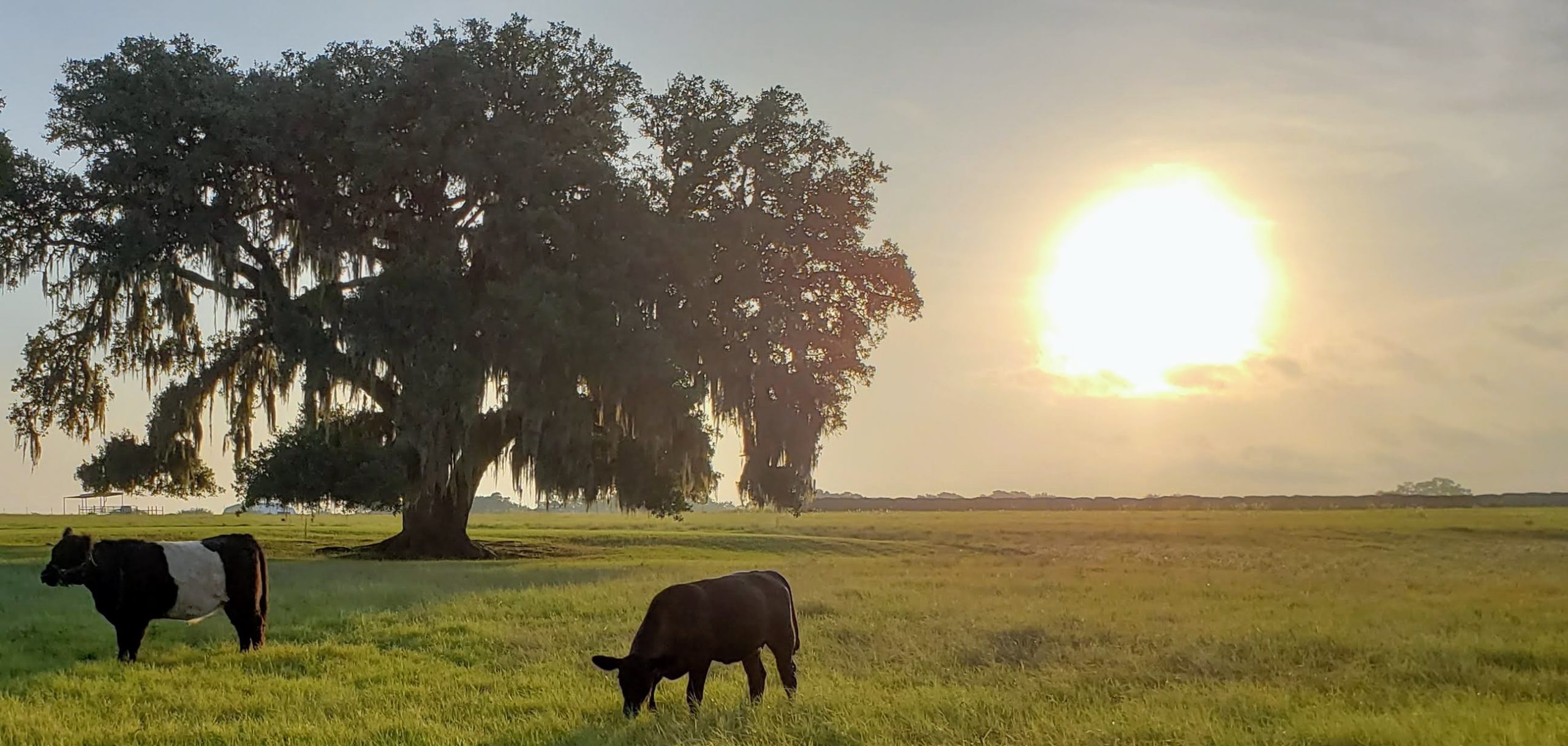 cows & mossy @ sunset