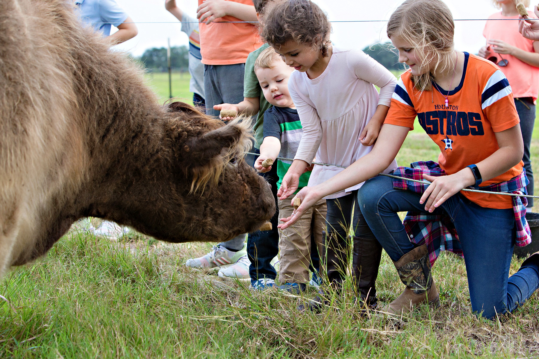 Cow Treats